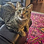 cat, tabby_cat, feline, pet, indoor, couch, leather, armrest, living_room, rug, patterned_rug, fur, whiskers, ears, eyes, wooden_floor, furniture, cozy, domestic, curious