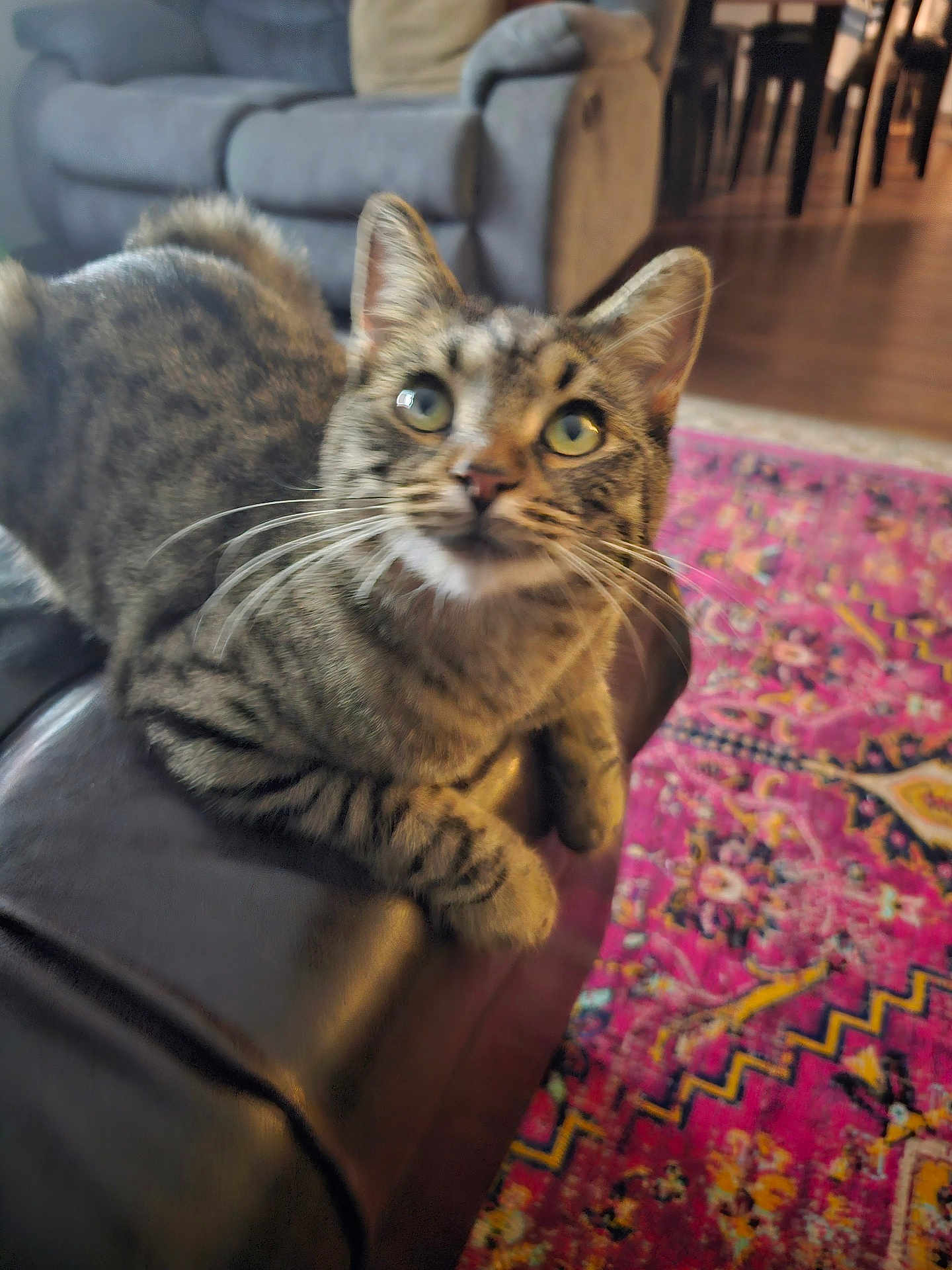 Rosileia Burchers joined the competition — help win amazing prizes! cat, tabby_cat, feline, pet, indoor, couch, leather, armrest, living_room, rug, patterned_rug, fur, whiskers, ears, eyes, wooden_floor, furniture, cozy, domestic, curious
