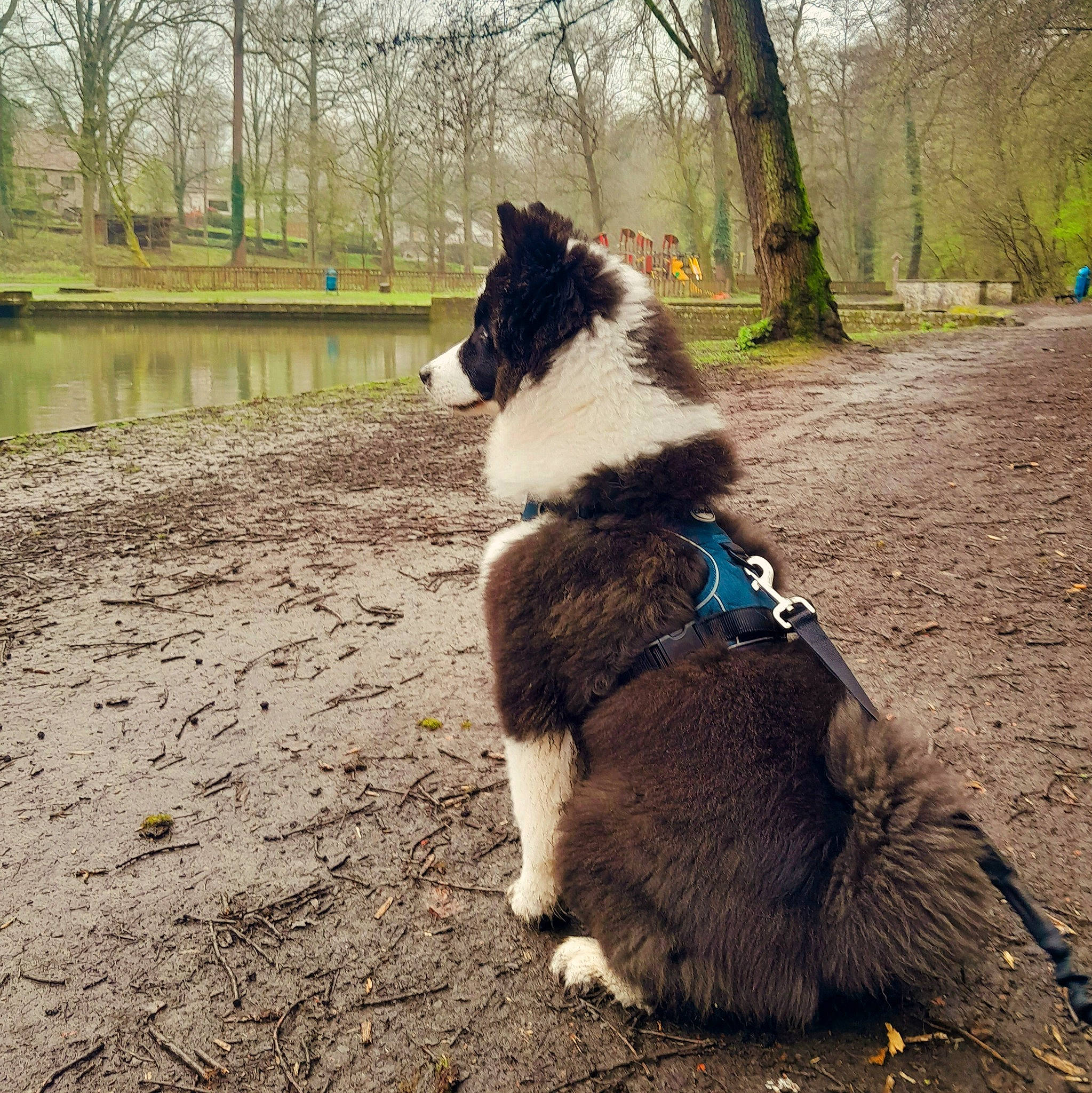 Sokka participe au concours pour gagner de l'argent avec cette photo : canidae, carnivore, collar, companion_dog, dog, dog_breed, dog_collar, fashion_accessory, fur, grass, herding_dog, lake, leash, plant, sporting_group, tail, tints_and_shades, tree, water, working_animal