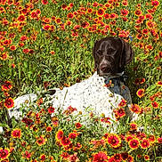 Bullet is registered to the contest to win money with this photo: animal, canine, colorful, dog, flora, flower_field, grass, greenery, nature, outdoor, peaceful, pet, red_flowers, relaxation, resting, spotted_dog, summer, sunlight, wildflowers, yellow_flowers