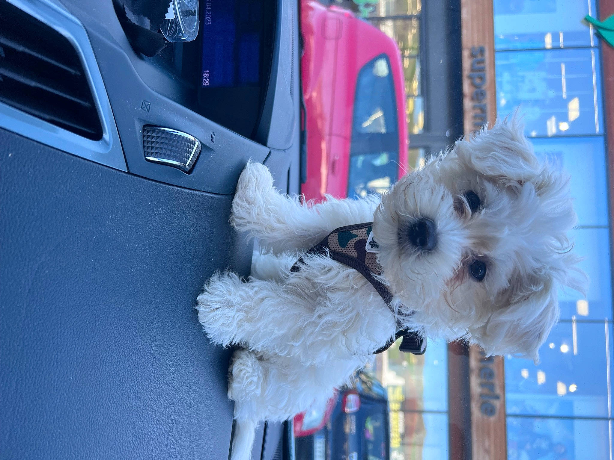 Chouchou a rejoint le concours — aidez-le/la à gagner de superbes lots ! automotive_design, automotive_exterior, canidae, car, carnivore, companion_dog, dog, dog_breed, electric_blue, fur, luxury_vehicle, motor_vehicle, small_terrier, sporting_group, stuffed_toy, textile, toy_dog, vehicle, vehicle_door, window