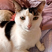 Brie joined the competition — help win amazing prizes! cat, close_up, pet, animal, feline, white_fur, black_spots, green_eyes, pink_nose, whiskers, ears, indoor, bed, blanket, resting, cute, domestic_animal, portrait, soft_lighting, cozy