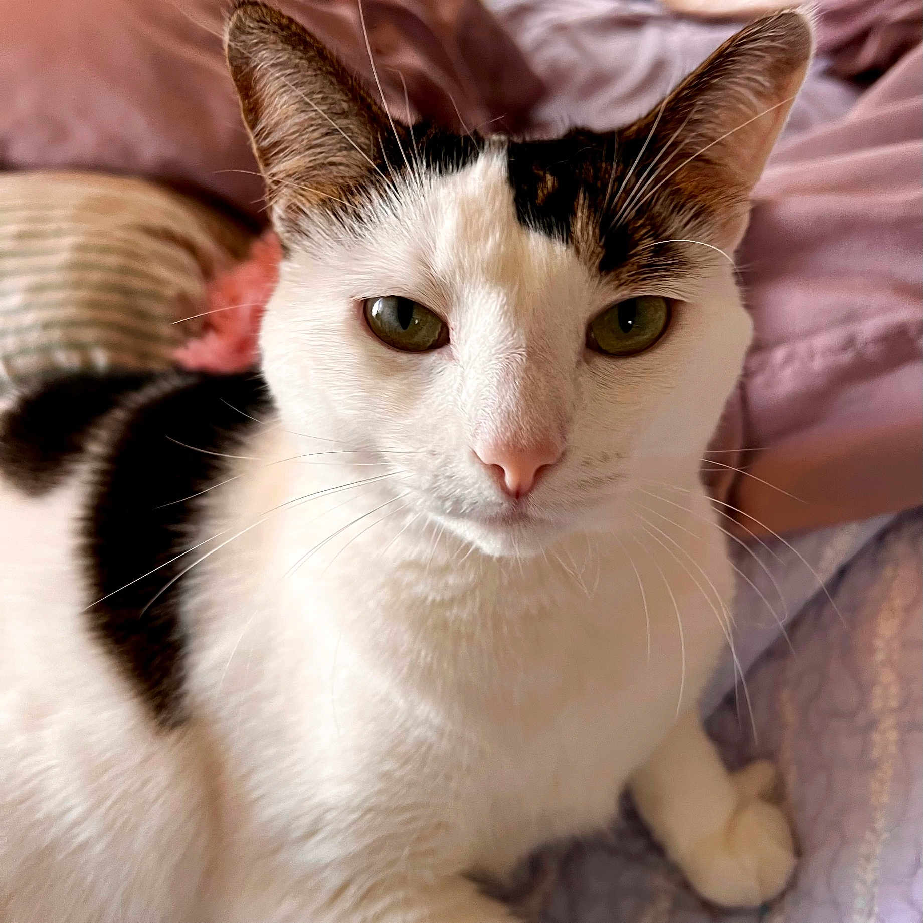 Brie joined the competition — help win amazing prizes! cat, close_up, pet, animal, feline, white_fur, black_spots, green_eyes, pink_nose, whiskers, ears, indoor, bed, blanket, resting, cute, domestic_animal, portrait, soft_lighting, cozy