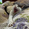 Brie joined the competition — help win amazing prizes! cat, yawning, stretching, bed, quilt, floral_pattern, pillow, indoor, pet, feline, white, black, fur, paw, mouth, teeth, whiskers, relaxed, window, natural_light