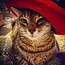 Pierre joined the competition — help win amazing prizes! animal, blanket, cat, close_up, comfort, cozy, cute, domestic_cat, feline, fur, indoor, pet, portrait, red_hat, relaxed, resting, soft_texture, tabby_cat, warm_lighting, whiskers