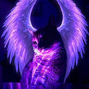 Pierre is registered to the contest to win money with this photo: angel_wings, animal, cat, cute, dark_background, domestic_cat, fantasy, feathers, feline, glow, glowing, illuminated, magical, mystical, mythical, pet, portrait, purple, purple_light, wings