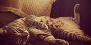 Pierre is registered to the contest to win money with this photo: cat, tabby_cat, lying_down, couch, blanket, indoor, relaxing, sleepy, pet, feline, fur, whiskers, paw, cozy, resting, domestic_animal, home, comfort, striped, animal