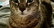 Pierre is registered to the contest to win money with this photo: animal, cat, close_up, cozy, cute, domestic, eyes, feline, focused, fur, home, indoor, laying_down, pet, portrait, relaxed, soft_blanket, tabby, warm_lighting, whiskers