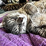 cat, sleeping, tabby, whiskers, fur, closeup, purple_blanket, cozy, indoor, pet, relaxation, resting, animal, soft_texture, bed, nap, cute, feline, domestic_cat, peaceful