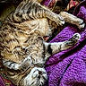 Pierre is registered to the contest to win money with this photo: animal, blanket, cat, closeup, cozy, cute, fur, indoor, mammal, pattern, paw, pet, purple, quilt, relaxed, resting, sleeping, tabby, texture, whiskers