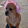 dog, pet, bonnet, pink, floral, sidewalk, shadow, sunny, outdoor, street, brick_wall, quiet, buildings, small_dog, sitting, cute, chain_collar, pavement, daytime, calm