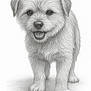 Skye joined the competition — help win amazing prizes! drawing, pencil_sketch, puppy, dog, fluffy, happy, smiling, fur, pet, animal, portrait, standing, cute, detailed, black_and_white, artwork, sketch, friendly, canine, realistic