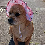 Skye joined the competition — help win amazing prizes! dog, pet, bonnet, pink, floral, sidewalk, urban, street, sunlight, shadow, building, brick_wall, pavement, outdoor, canine, cute, sitting, accessory, closeup, daytime