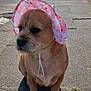 dog, pet, bonnet, pink, floral, sidewalk, urban, street, sunlight, shadow, building, brick_wall, pavement, outdoor, canine, cute, sitting, accessory, closeup, daytime