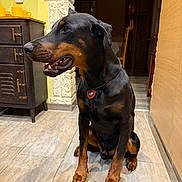 Zeus a rejoint le concours — aidez-le/la à gagner de superbes lots ! animal, black_and_tan, cabinet, canine, collar, doberman, dog, domestic, ears, floor, furniture, heart_pendant, home, indoor, looking_away, pet, portrait, sitting, tile, yellow_wall