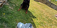 Zeus participe au concours pour gagner de l'argent avec cette photo : dog, doberman, robot, robotic_dog, grass, garden, outdoor, blue_sky, tree, sunny, pet, canine, technology, greenery, shadow, concrete_wall, flower, plant, yard, summer