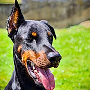 Zeus participe au concours pour gagner de l'argent avec cette photo : dog, doberman, tongue_out, black_coat, tan_markings, outdoor, green_grass, sunlight, pet, animal, canine, happy, portrait, nature, closeup, summer, friendly, ears_up, background_blur, daytime