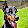 dog, doberman, tongue_out, black_coat, tan_markings, outdoor, green_grass, sunlight, pet, animal, canine, happy, portrait, nature, closeup, summer, friendly, ears_up, background_blur, daytime