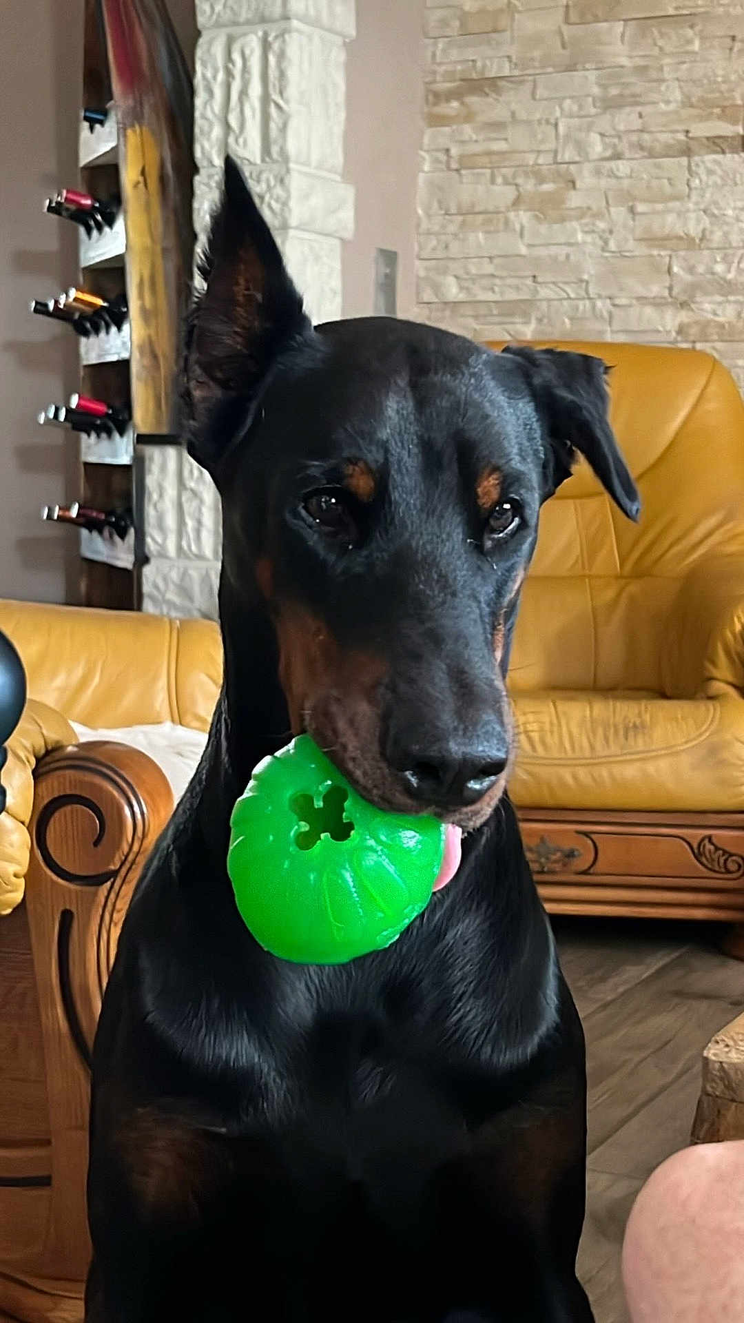 Zeus a rejoint le concours — aidez-le/la à gagner de superbes lots ! doberman, dog, pet, animal, toy, green_toy, indoor, living_room, furniture, leather_chair, stone_wall, wooden_table, floor, ears, black_coat, brown_markings, tongue, playful, companion, domestic