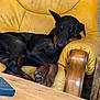 Zeus participe au concours pour gagner de l'argent avec cette photo : dog, doberman, sleeping, resting, yellow_armchair, leather, indoor, wooden_table, remote_control, cozy, relaxed, pet, animal, fur, paw, ear, napping, furniture, home, comfort
