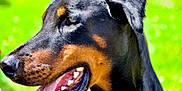 Zeus a rejoint le concours — aidez-le/la à gagner de superbes lots ! animal, black_coat, canine, close_up, doberman, dog, ears, fur, green_background, happy, muzzle, nature, outdoor, pet, portrait, summer, sunlight, tan_markings, teeth, tongue_out
