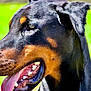 Zeus a rejoint le concours — aidez-le/la à gagner de superbes lots ! dog, doberman, close_up, tongue_out, black_coat, tan_markings, pet, outdoor, sunlight, green_background, canine, animal, portrait, happy, summer, nature, muzzle, ears, teeth, fur