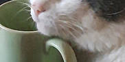 Petit Coeur a rejoint le concours — aidez-le/la à gagner de superbes lots ! abyssinian, angora, animal, art, beverage, cat, coffee, coffeecup, cup, kitten, manx, pet, porcelain, pottery, saucer, siamese