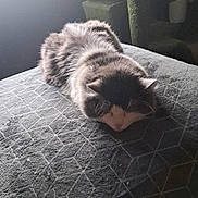 Petit Coeur a rejoint le concours — aidez-le/la à gagner de superbes lots ! animal, bed, blanket, cat, cat_tree, cozy, domestic_animal, feline, fur, gray_cat, indoor, peaceful, pet, quiet, resting, sleeping, soft_light, texture, white_cat, window_light