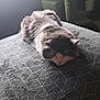 animal, bed, blanket, cat, cat_tree, cozy, domestic_animal, feline, fur, gray_cat, indoor, peaceful, pet, quiet, resting, sleeping, soft_light, texture, white_cat, window_light
