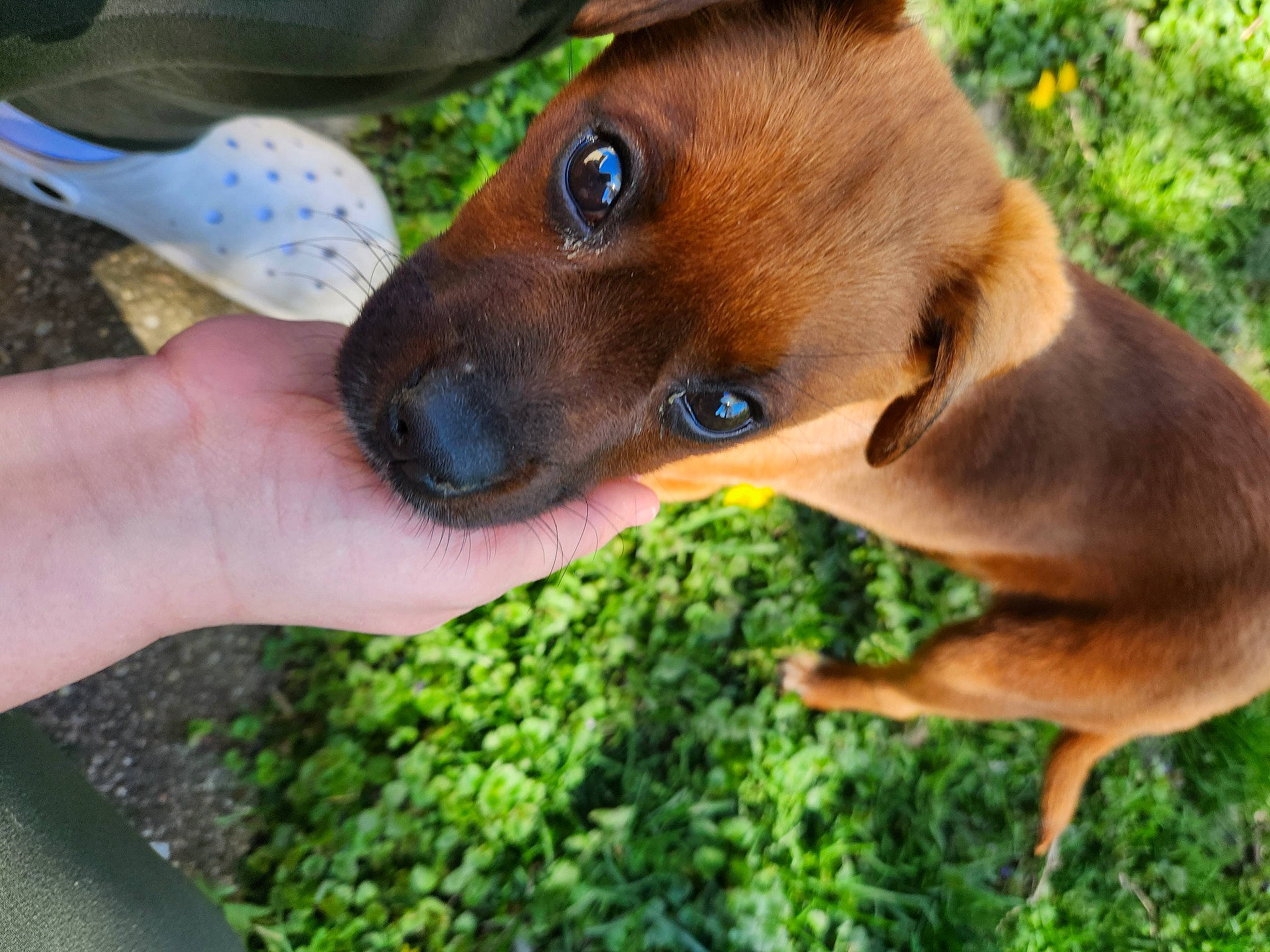 Daisy joined the competition — help win amazing prizes! canidae, carnivore, collar, companion_dog, cutlery, dog, dog_breed, dog_collar, dog_supply, fawn, grass, kitchen_utensil, liver, pet_supply, plant, snout, sporting_group, tableware, whiskers, working_animal