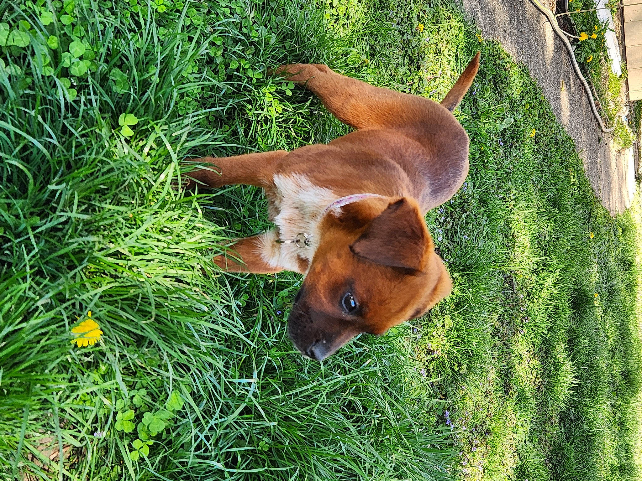 Daisy joined the competition — help win amazing prizes! bat, bovine, canidae, deer, dog_breed, fawn, grass, grassland, grazing, groundcover, liver, pasture, plant, snout, sporting_group, tail, terrestrial_animal, vertebrate, whiskers, working_animal