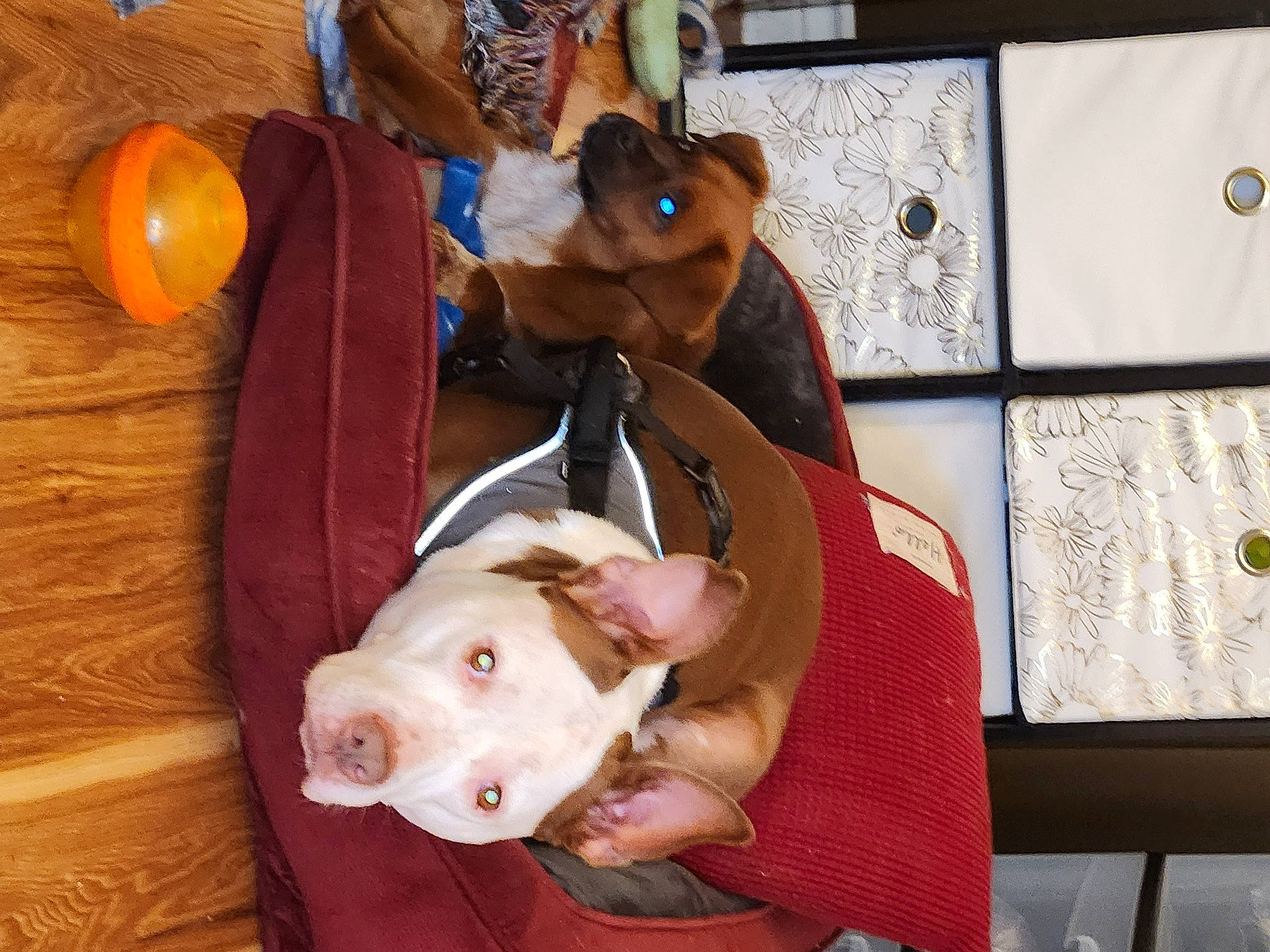 Lillie joined the competition — help win amazing prizes! calabaza, canidae, carnivore, companion_dog, cucurbita, dog, dog_breed, dog_supply, fawn, flooring, fur, gourd, pumpkin, snout, sporting_group, suidae, toy, winter_squash, wood, working_animal