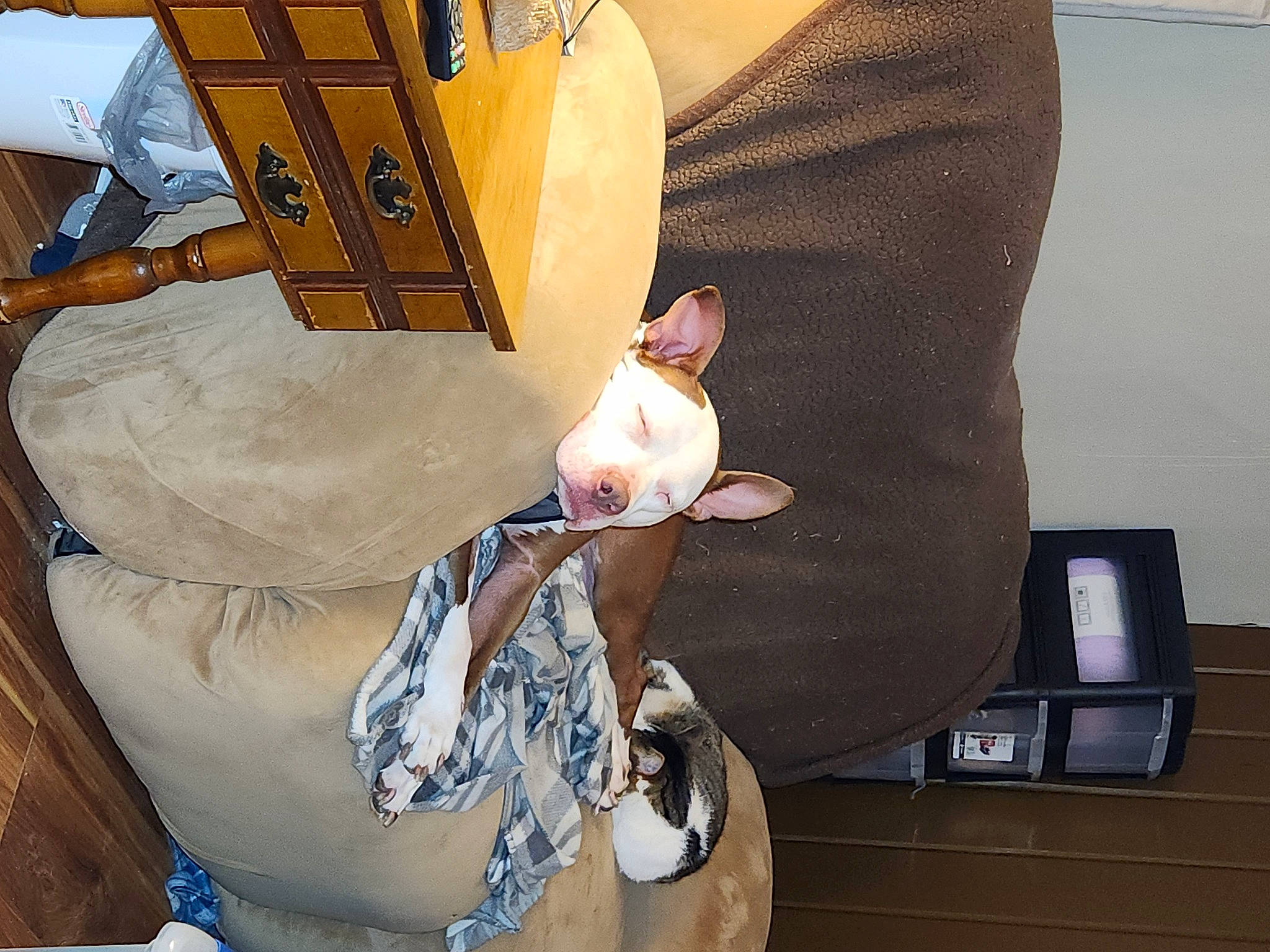 Lillie is registered to the contest to win money with this photo: art, artist, comfort, drum, eyewear, folk_instrument, fun, fur, hat, music, musical_instrument, musician, peach, plucked_string_instruments, room, sitting, string_instrument, sun_hat, tree, wood