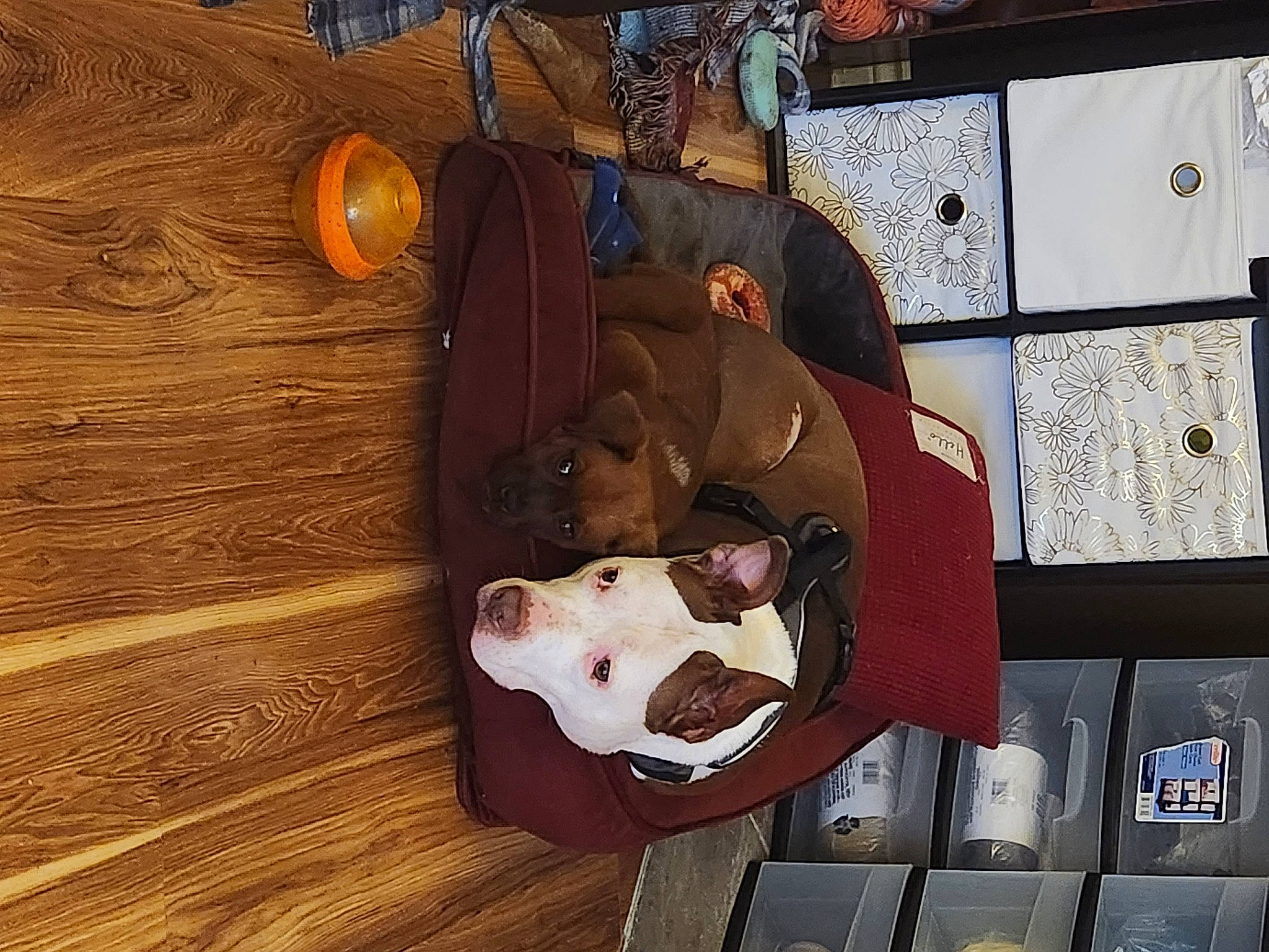 Lillie is registered to the contest to win money with this photo: art, carmine, door_handle, flooring, hardwood, metal, plank, plywood, room, varnish, visual_arts, wood, wood_flooring, wood_stain