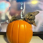 Kizzy is registered to the contest to win money with this photo: animal, background_blur, biting, bucket, cat, curious, cute, decor, ears, face, indoor, kitten, light, orange, pet, playful, pumpkin, table, toy, whiskers