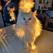 Milo participe au concours pour gagner de l'argent avec cette photo : cat, cozy, decor, domestic_animal, face, fluffy, fur, furniture, home, indoor, living_room, person, pet, portrait, reflection, smiling, table, tail, warm_light, white_cat
