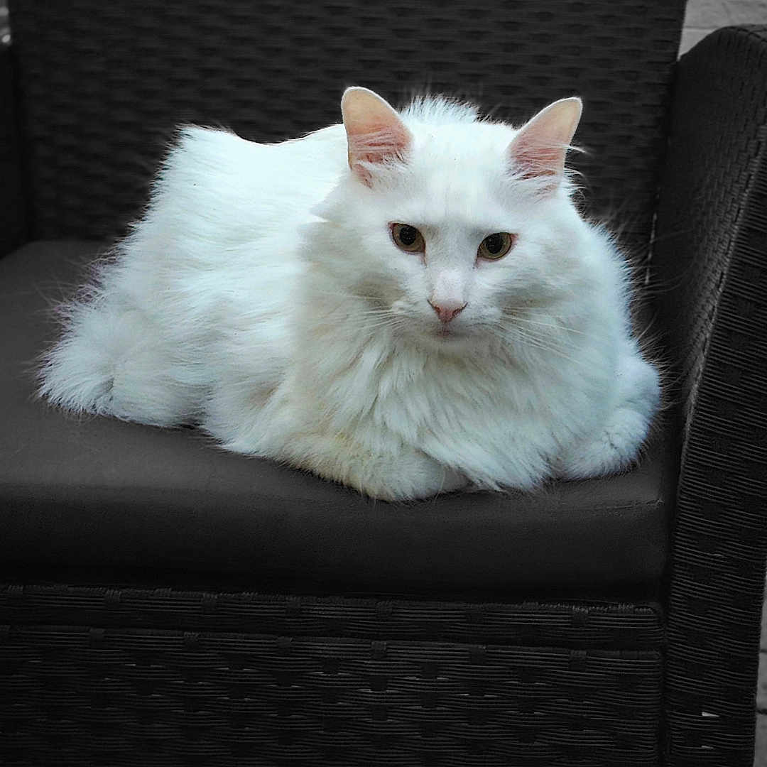 Milo participe au concours pour gagner de l'argent avec cette photo : animal, calm, cat, chair, cozy, cute, domestic_animal, feline, fluffy, fur, indoor, looking, mammal, pet, portrait, relaxed, resting, seat, white_cat, woven_chair