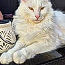 animal, calm, cat, decorative, ears, feline, fluffy, fur, lantern, muzzle, outdoor, paws, pet, relaxed, resting, table, whiskers, white_cat, woven_surface, yellow_eyes
