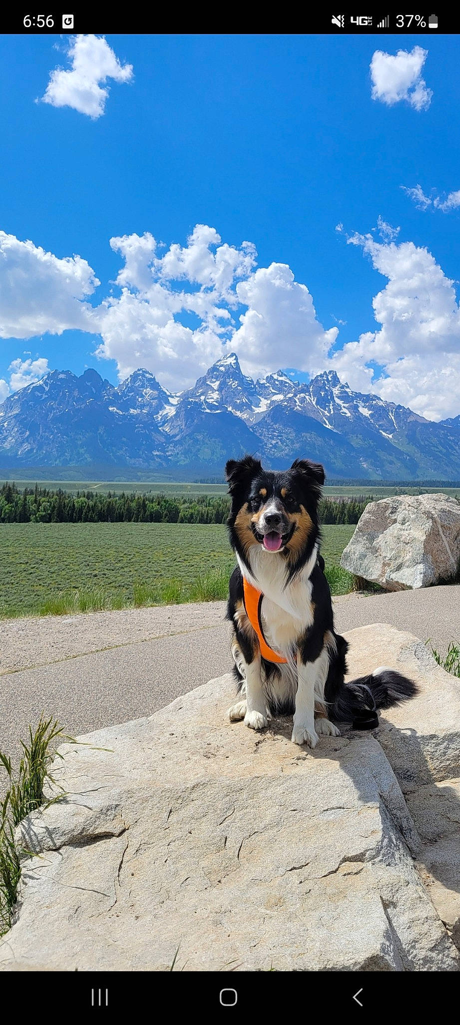 Kelso is registered to the contest to win money with this photo: blue, canidae, carnivore, cloud, collar, companion_dog, cumulus, dog, dog_breed, dog_collar, landscape, mountain, plant, recreation, sky, snout, sporting_group, tree, walking, working_animal