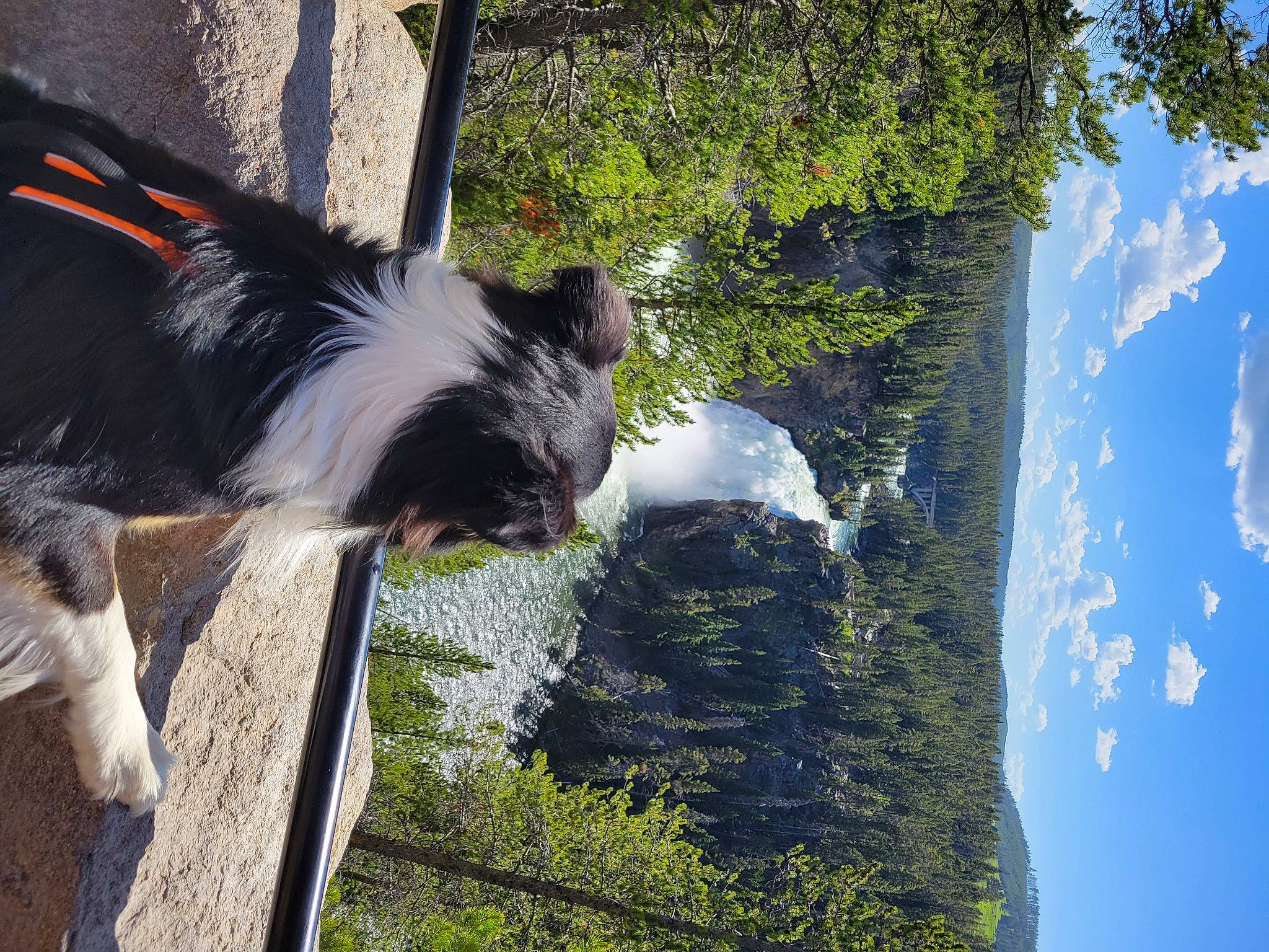 Kelso is registered to the contest to win money with this photo: canidae, carnivore, cloud, companion_dog, cumulus, dog, dog_breed, dog_collar, fur, grass, natural_landscape, pet_supply, plant, sky, sporting_group, tail, tree, trunk, water, working_animal