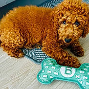 Benji joined the competition — help win amazing prizes! animal, bone_shaped_toy, brown, companion, curly_fur, cute, dog, floor, fur, green_toy, indoor, looking_up, paw, pet, playful, puppy, resting, toy, wooden_floor, young_dog
