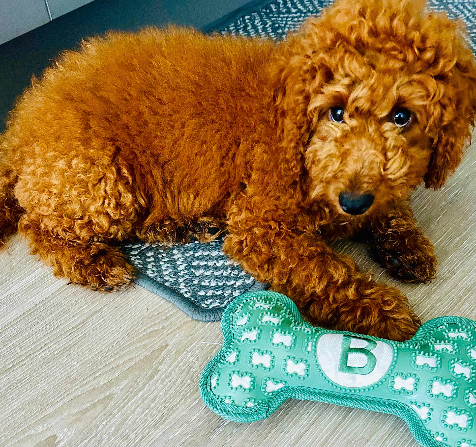 Benji