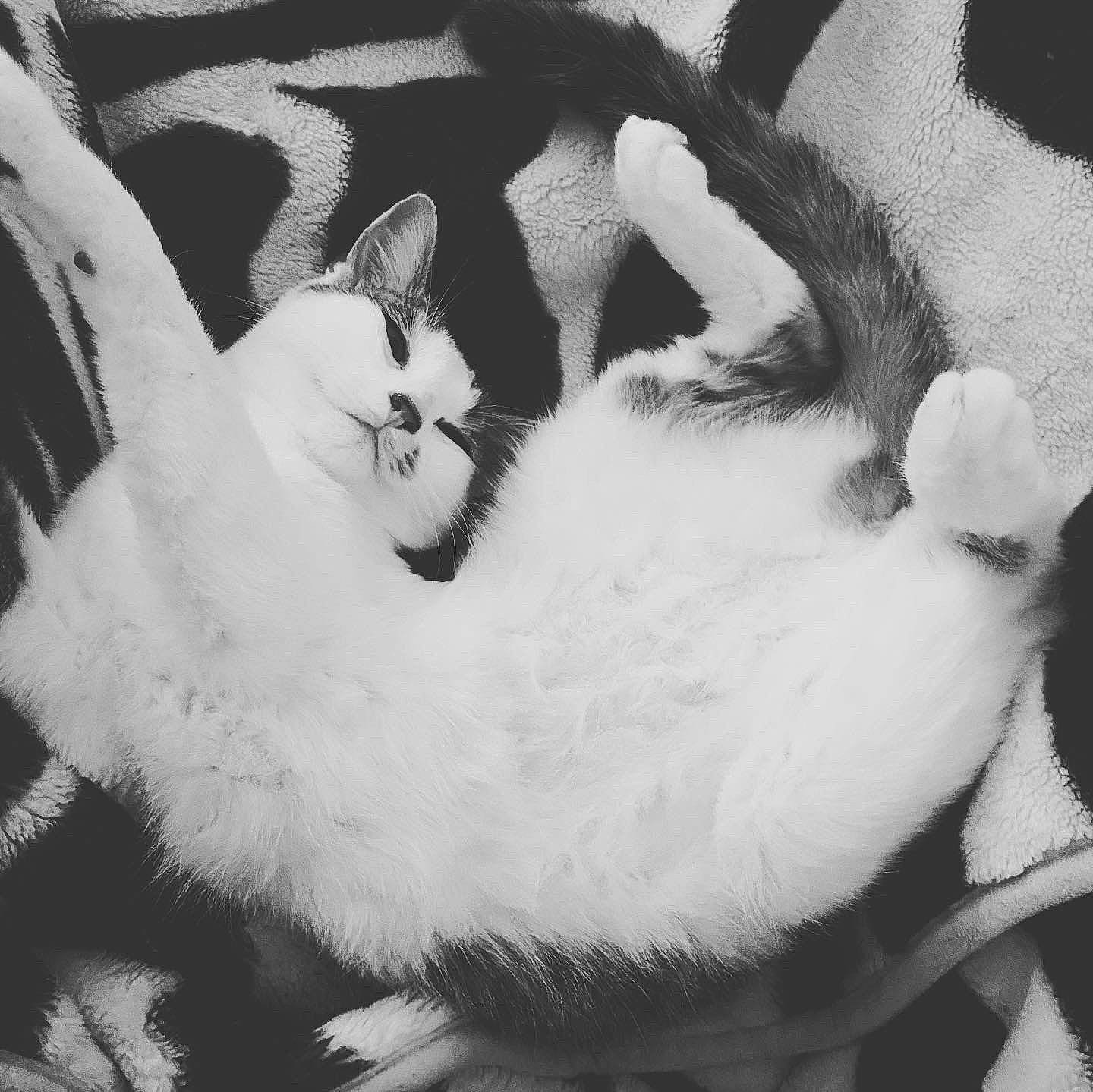 Diamant participe au concours pour gagner de l'argent avec cette photo : black, black_and_white, cat, claw, ear, felidae, fur, hare, kitten, monochrome, monochrome_photography, paw, photography, rabbit, small_to_medium_sized_cats, stock_photography, style, tail, whiskers, white