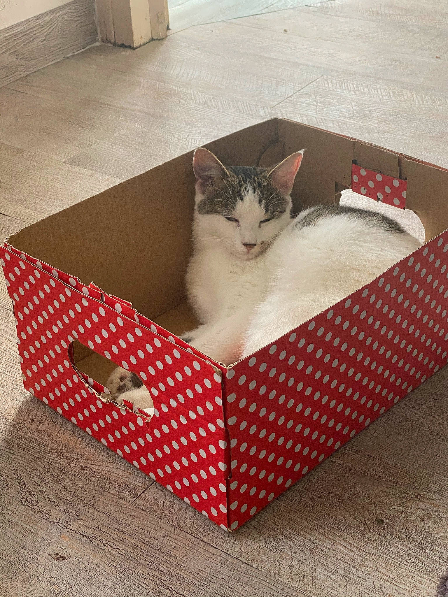 Diamant participe au concours pour gagner de l'argent avec cette photo : box, cardboard, carnivore, carton, cat, cat_bed, cat_supply, felidae, kitten, packaging_and_labeling, small_to_medium_sized_cats, whiskers