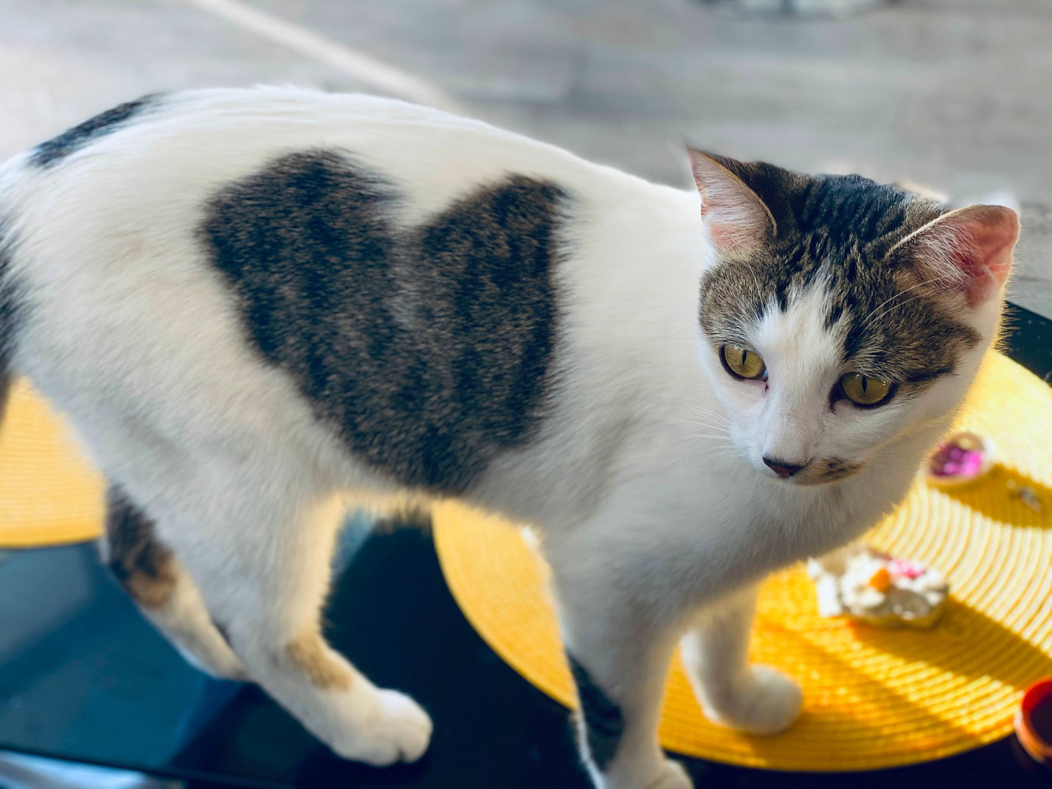 Diamant a rejoint le concours — aidez-le/la à gagner de superbes lots ! aegean_cat, american_wirehair, carnivore, cat, domestic_short_haired_cat, european_shorthair, felidae, fur, japanese_bobtail, kitten, mammal, polydactyl_cat, small_to_medium_sized_cats, tail, whiskers