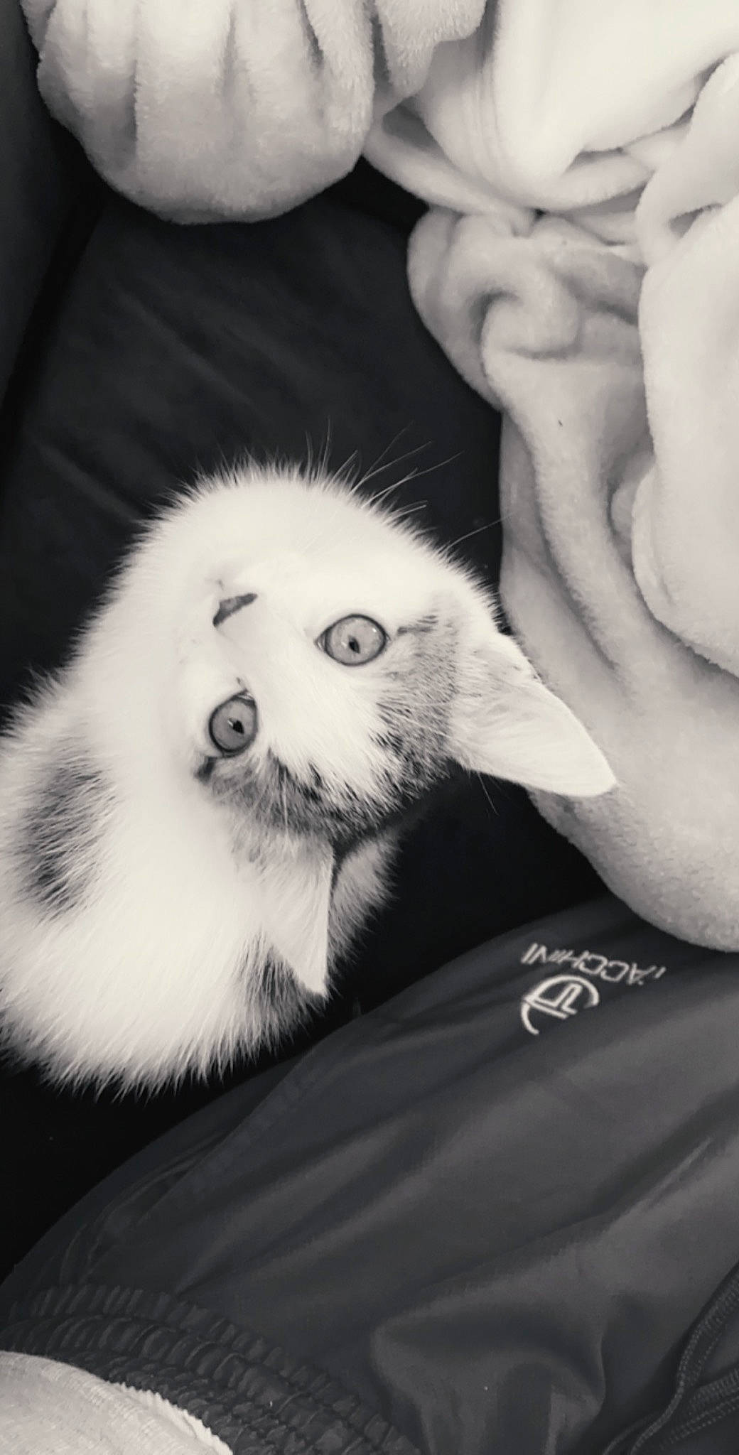 Diamant participe au concours pour gagner de l'argent avec cette photo : black, black_and_white, canidae, carnivore, child, ear, fur, hand, monochrome, monochrome_photography, paw, photography, puppy, snout, style, whiskers, white