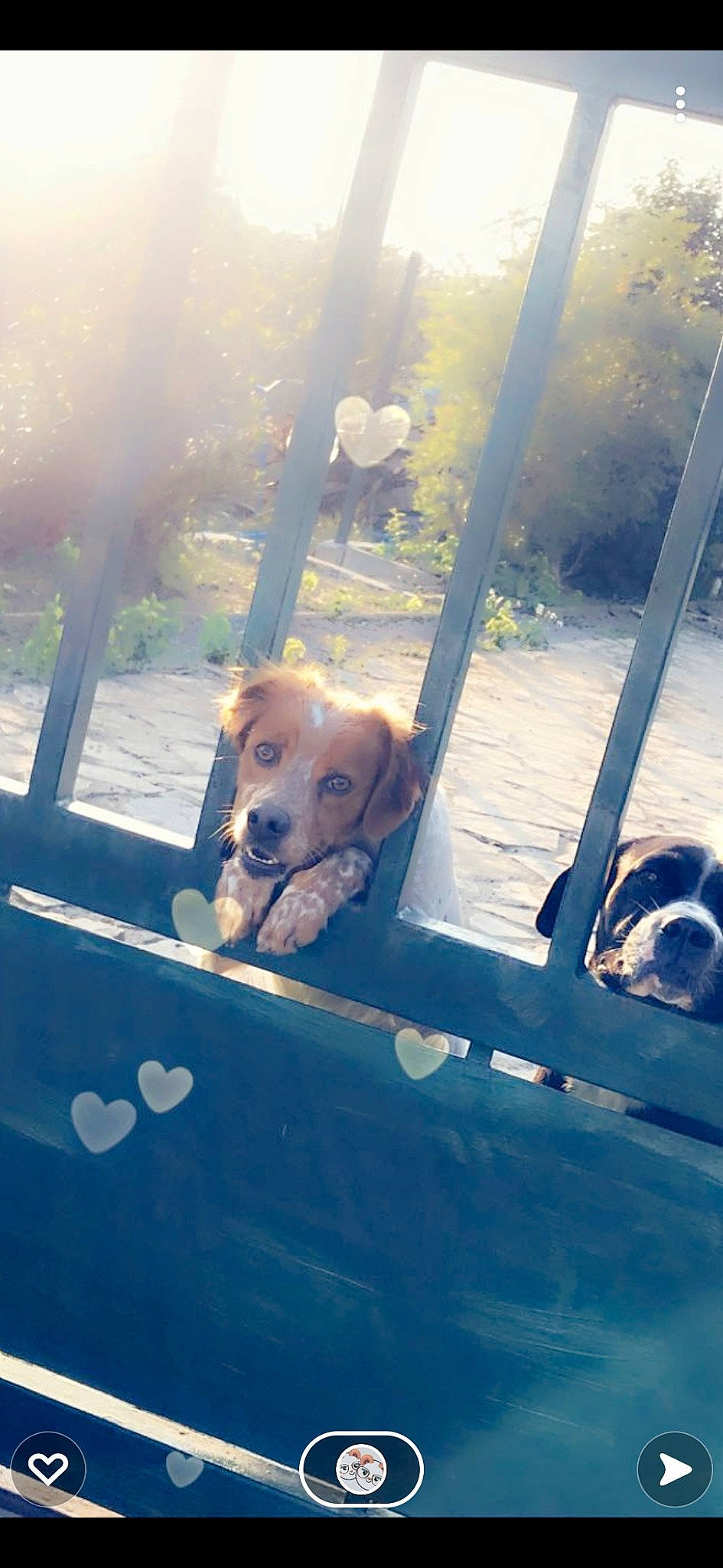 Sven participe au concours pour gagner de l'argent avec cette photo : carnivore, companion_dog, dog, dog_breed, fawn, grass, leisure, lens_flare, light, mammal, plant, shade, snout, sunglasses, sunlight, table, tints_and_shades, tree, vehicle_door, vertebrate