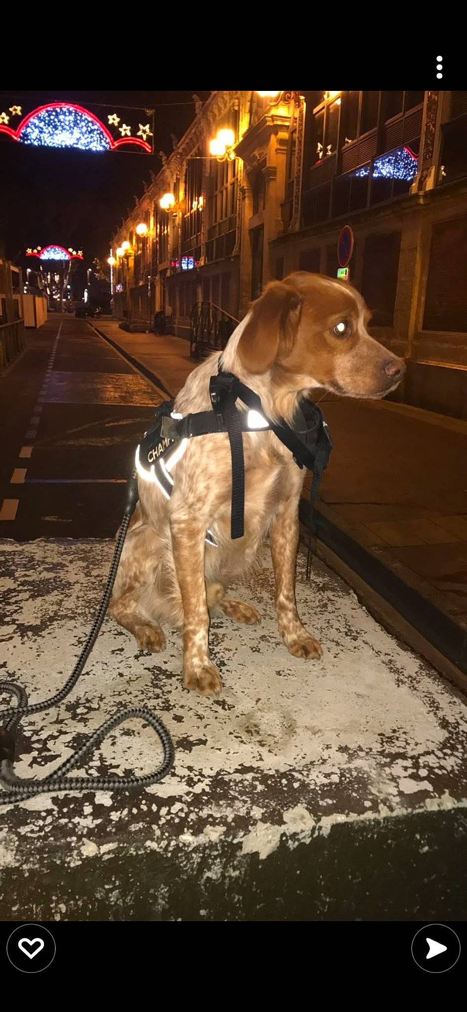 Sven participe au concours pour gagner de l'argent avec cette photo : asphalt, automotive_lighting, carnivore, city, collar, companion_dog, dog, dog_breed, dog_collar, dog_supply, fawn, leash, road, road_surface, sidewalk, snout, sporting_group, street, whiskers, working_animal