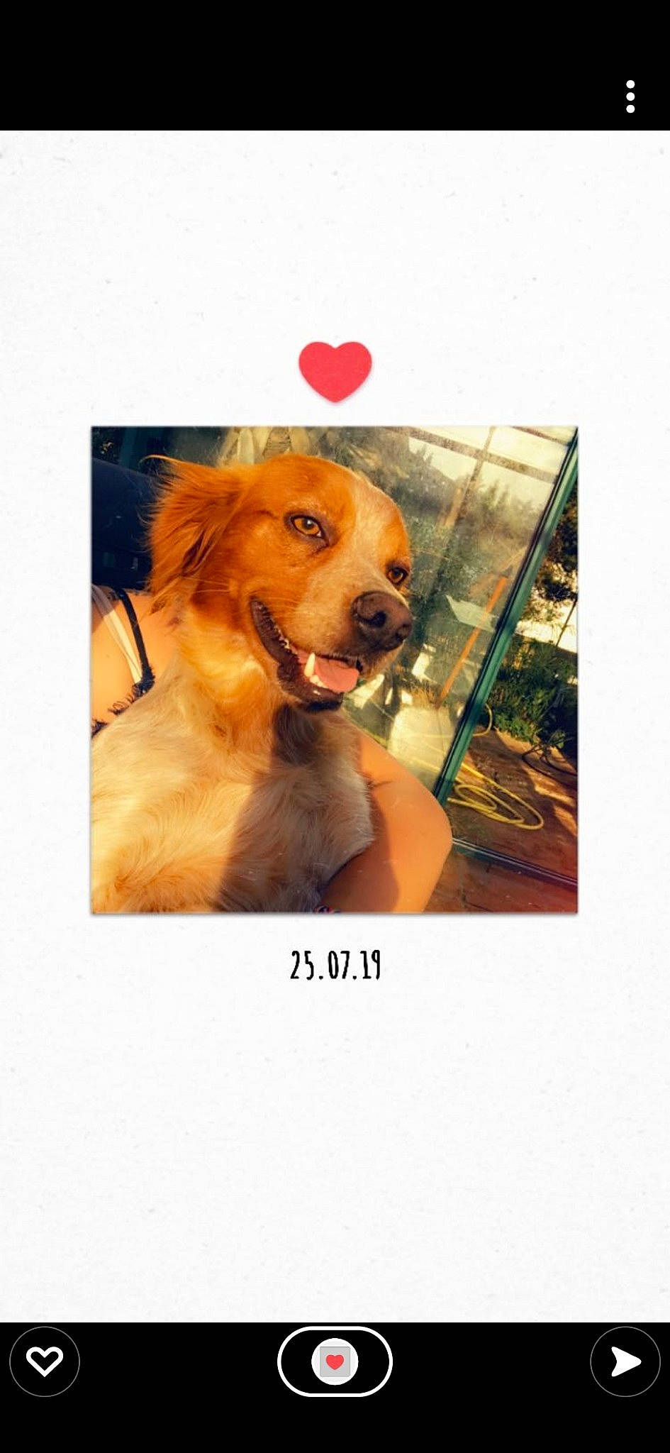 Sven a rejoint le concours — aidez-le/la à gagner de superbes lots ! canidae, carnivore, collar, companion_dog, dog, dog_breed, dog_supply, fashion_accessory, fawn, fur, happy, liver, pet_supply, photo_caption, plant, rectangle, selfie, snout, sporting_group, working_animal