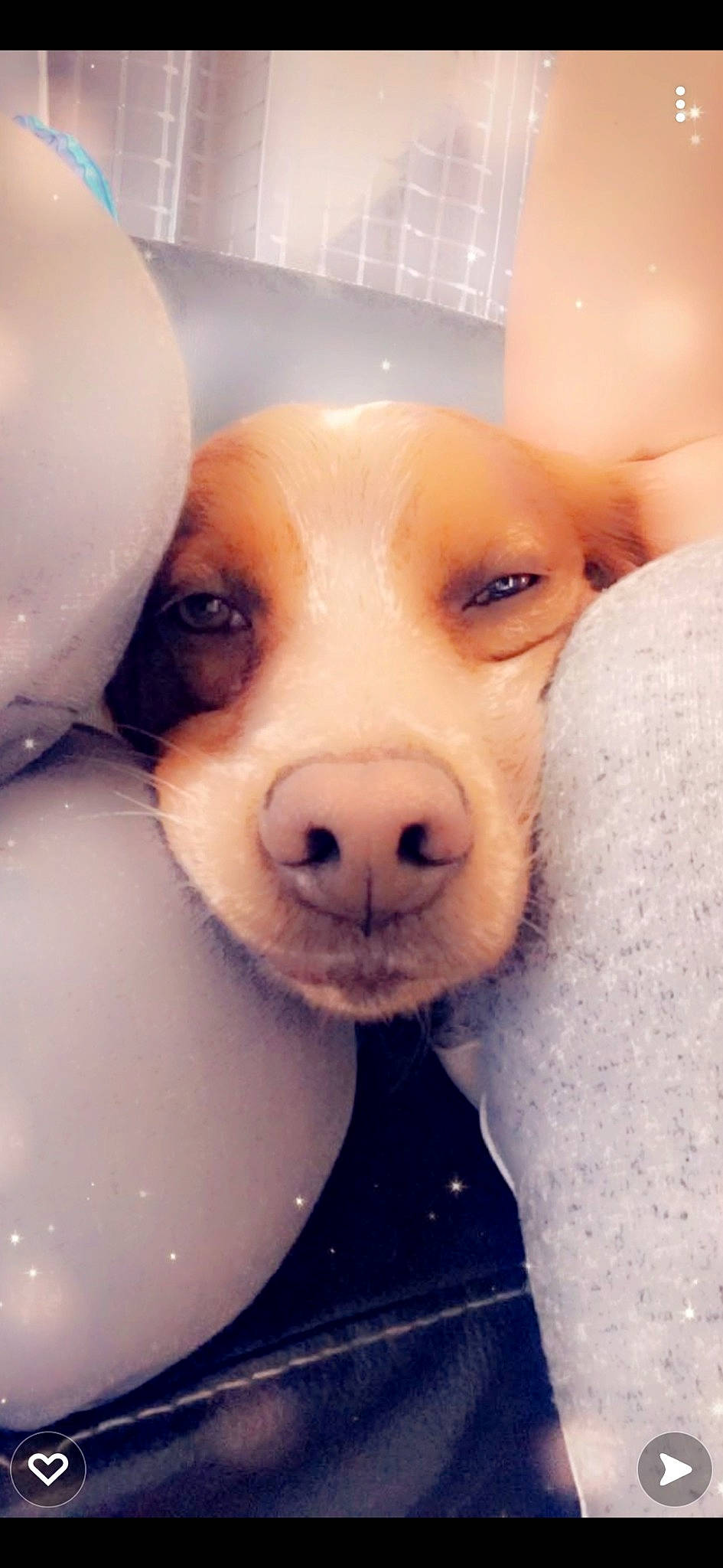 Sven participe au concours pour gagner de l'argent avec cette photo : canidae, carnivore, companion_dog, dog, dog_breed, ear, eyelash, fawn, fur, jaw, nose, puppy, puppy_love, selfie, snout, sporting_group, stuffed_toy, toy, whiskers, working_animal